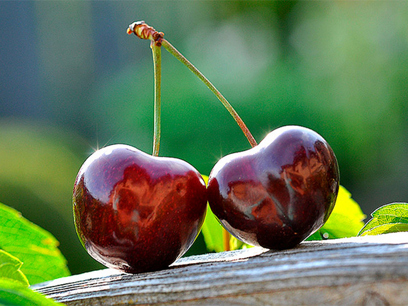 Черешня купить саженцы из питомника {2}