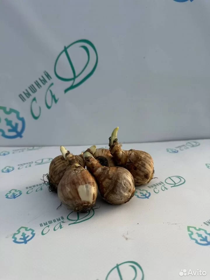 Нарцисс "РОЗИ КЛАУД" (5 штук)
